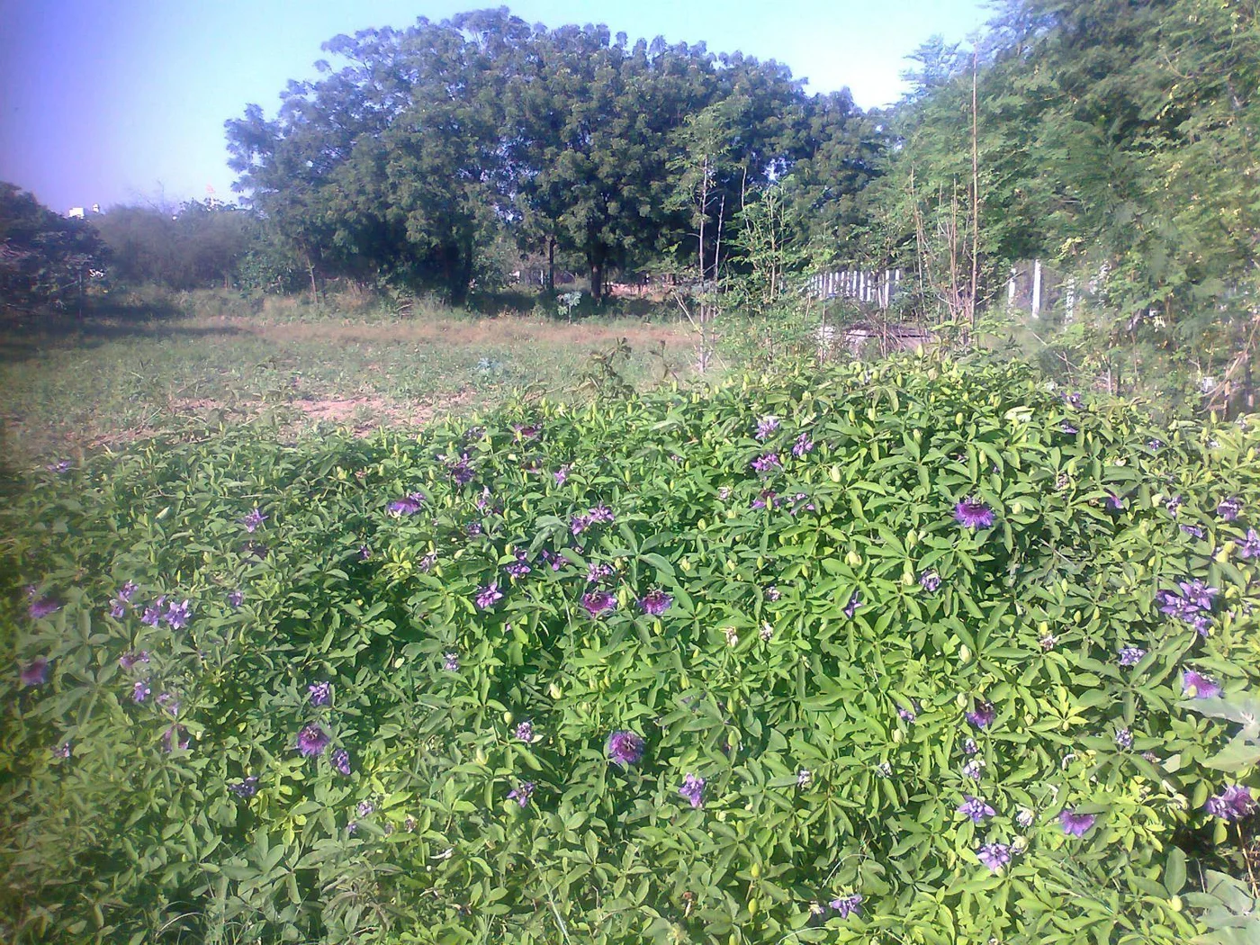 passion fruit in autumn bloom